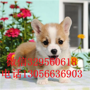 濮阳柯基幼犬出售纯种柯基犬双血统柯基犬威尔士三色柯基犬