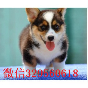 周口哪里出售双色三色柯基宝宝小短腿柯基犬疫