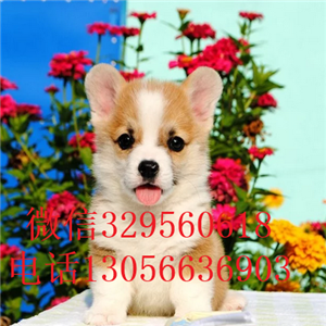 濮阳柯基幼犬出售纯种柯基犬双血统柯基犬威尔