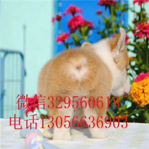 濮阳柯基幼犬出售纯种柯基犬双血统柯基犬威尔士三色柯基犬