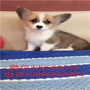 铜川柯基幼犬出售三色柯基犬纯种威尔士柯基幼