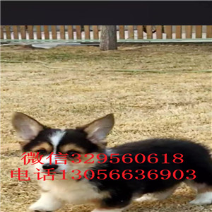 郴州纯种柯基幼犬宝宝纯种柯基犬纯种威尔士柯