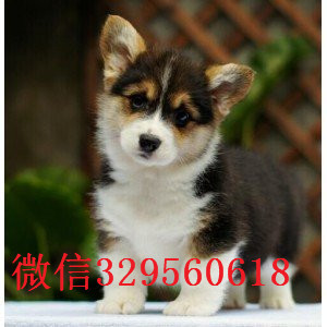 常德哪里能买到带血统柯基小狗底盘低柯基犬疫