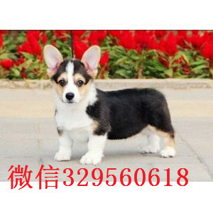 黄石去哪里买带血统柯基小狗带血统柯基犬疫苗