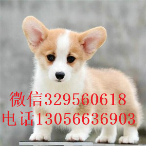 白城哪里能买到柯基犬纯种柯基犬双血统柯基犬