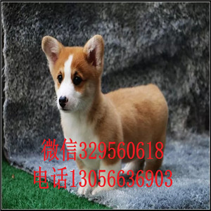 常德纯种柯基幼犬宝宝纯种柯基犬短腿柯基三通