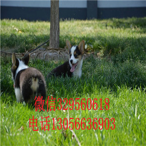 达州哪里能买到柯基犬柯基多少钱一只纯种威尔