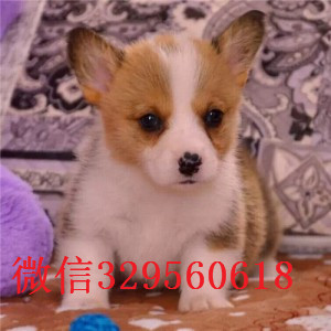 广安正规狗场犬舍直销柯基幼犬纯种 柯基幼犬出售威尔士柯基疫苗驱虫已做养殖场直销柯基犬幼犬