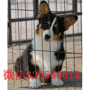 广安正规狗场犬舍直销柯基幼犬纯种 柯基幼犬