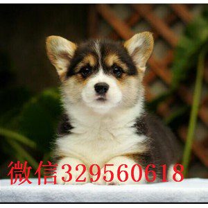 辽阳正规狗场犬舍直销柯基幼犬纯种 柯基幼犬