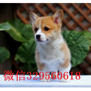 广安正规狗场犬舍直销柯基幼犬纯种 柯基幼犬出售威尔士柯基疫苗驱虫已做养殖场直销柯基犬幼犬