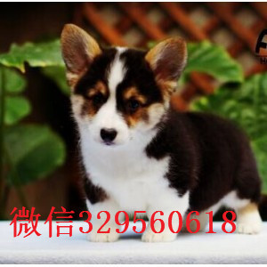 平凉哪里能买到纯种柯基犬柯基多少钱一只威尔