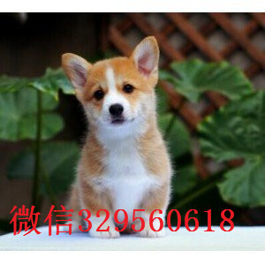 广安正规狗场犬舍直销柯基幼犬纯种 柯基幼犬出售威尔士柯基疫苗驱虫已做养殖场直销柯基犬幼犬