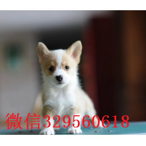 宣武出售纯种柯基犬柯基多少钱一只短毛小型犬柯基宝宝精品威尔士柯基犬出售