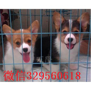 怒江正规狗场犬舍直销柯基幼犬出售双血统双色柯基犬威尔士柯基疫苗驱虫已做精品威尔士柯基犬出售