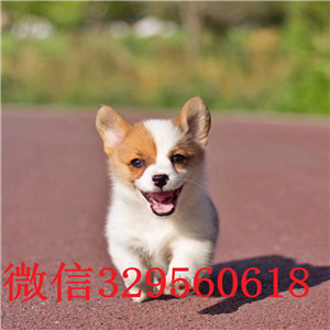 咸宁哪里有卖纯种柯基犬柯基犬图片威尔士柯基