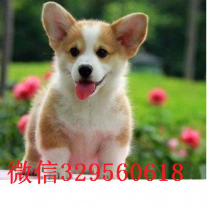 内江出售纯种柯基犬柯基犬图片基地出售纯种柯