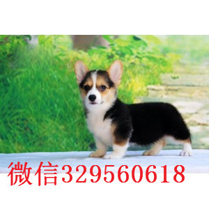 文山哪里能买到纯种柯基犬柯基多少钱一只短毛