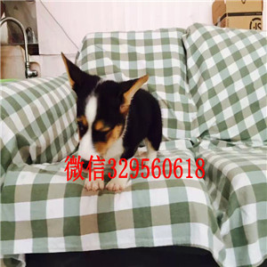 铜陵地出售高品质柯基犬双色三色柯基犬 多少