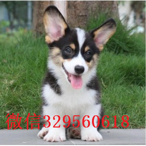 南充地出售高品质柯基犬双色三色柯基犬 多少