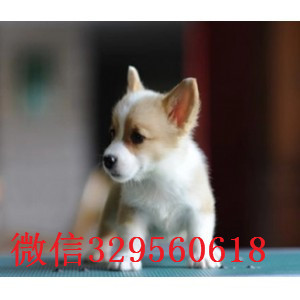 广安纯种威尔士柯基犬出售精品柯基犬宝宝纯种小短腿大屁股柯基犬出售纯种双色三色柯基犬