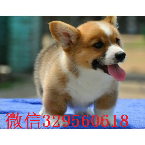 黔西南地出售高品质柯基犬双色三色柯基犬 多