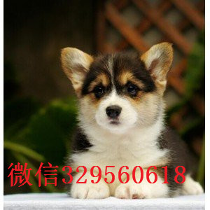 濮阳纯种威尔士柯基犬出售精品柯基犬宝宝纯种