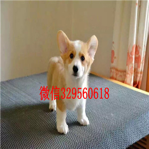 铜陵地出售高品质柯基犬双色三色柯基犬 多少钱柯基犬多少钱一只出售纯种双色三色柯基犬