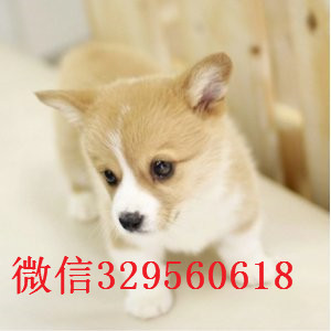 眉山地出售高品质柯基犬柯基多少钱 柯基图片