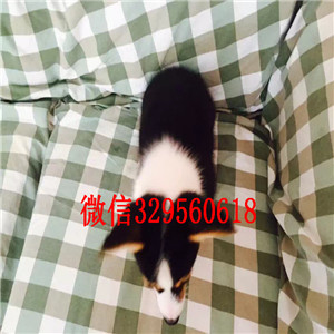 哈尔滨柯基犬幼犬出售、纯种威尔士柯基犬繁殖