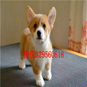 铜陵地出售高品质柯基犬双色三色柯基犬 多少钱柯基犬多少钱一只出售纯种双色三色柯基犬