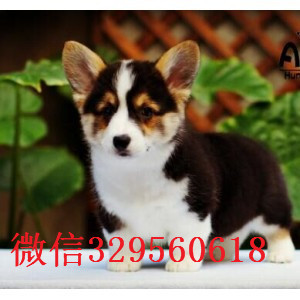 阳江纯种威尔士柯基犬双色三色柯基犬 多少钱