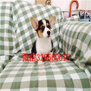 淮北哪里有卖柯基犬柯基多少钱 柯基图片柯基