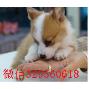 内江纯种威尔士柯基犬柯基多少钱 柯基图片柯