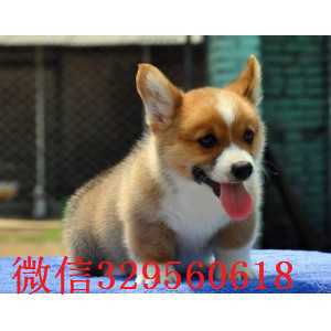 鹤岗纯种威尔士柯基犬双色三色柯基犬 多少钱