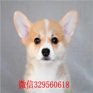 合肥宠物店柯基多少钱一只双色柯基多少钱一只