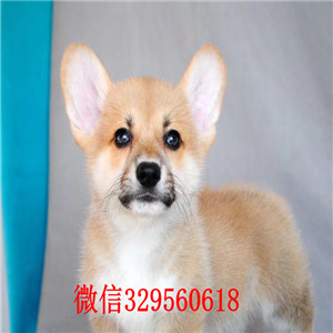 南充出售纯种柯基犬哪里有卖精品柯基犬赛级双