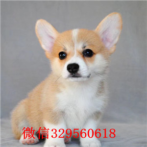 牡丹江出售纯种柯基犬哪里有卖精品柯基犬三色