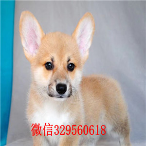 白城纯种柯基小短腿多少钱出售纯种威尔士短腿