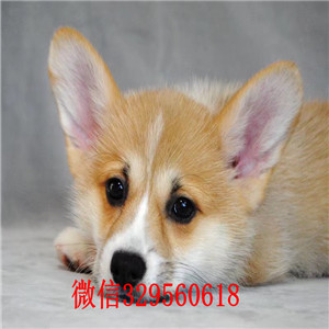 阿坝宠物店柯基多少钱一只出售纯种威尔士短腿