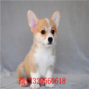 辽阳宠物店柯基多少钱一只柯基犬多少钱一只三