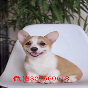 周口出售纯种柯基犬哪里有卖精品柯基犬便宜的