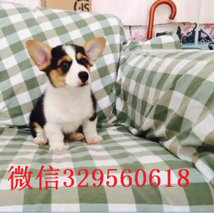 黄石哪里有柯基犬卖小短腿威尔士柯基犬三通柯