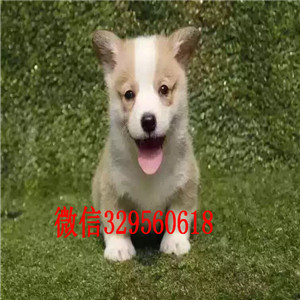 岳阳哪里有柯基犬卖柯基多少钱一只三通大围脖