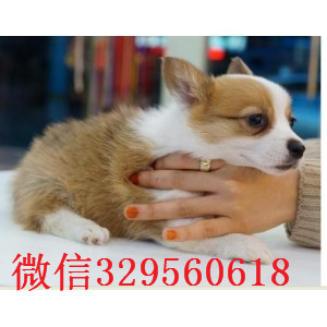 郴州哪里有柯基犬卖小短腿威尔士柯基犬可爱的