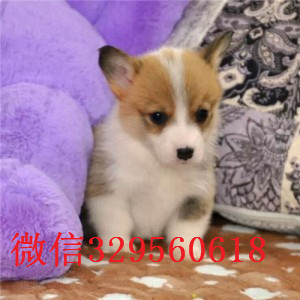 黑河哪里有卖柯基犬短毛小型犬柯基宝宝双血统