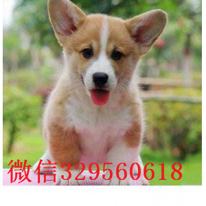 兴安盟哪里有卖柯基犬柯基多少钱一只三通柯基