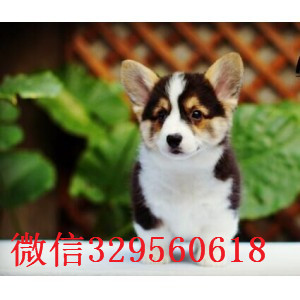 锡林郭勒哪里有卖柯基犬柯基多少钱一只双血统