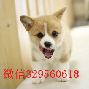 百色哪里有卖柯基犬短毛小型犬柯基宝宝精品威