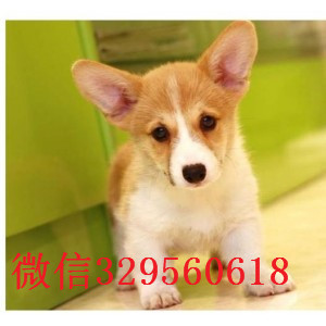 崇明哪里有卖柯基犬柯基多少钱一只柯基犬幼犬宝宝聪明的柯基犬